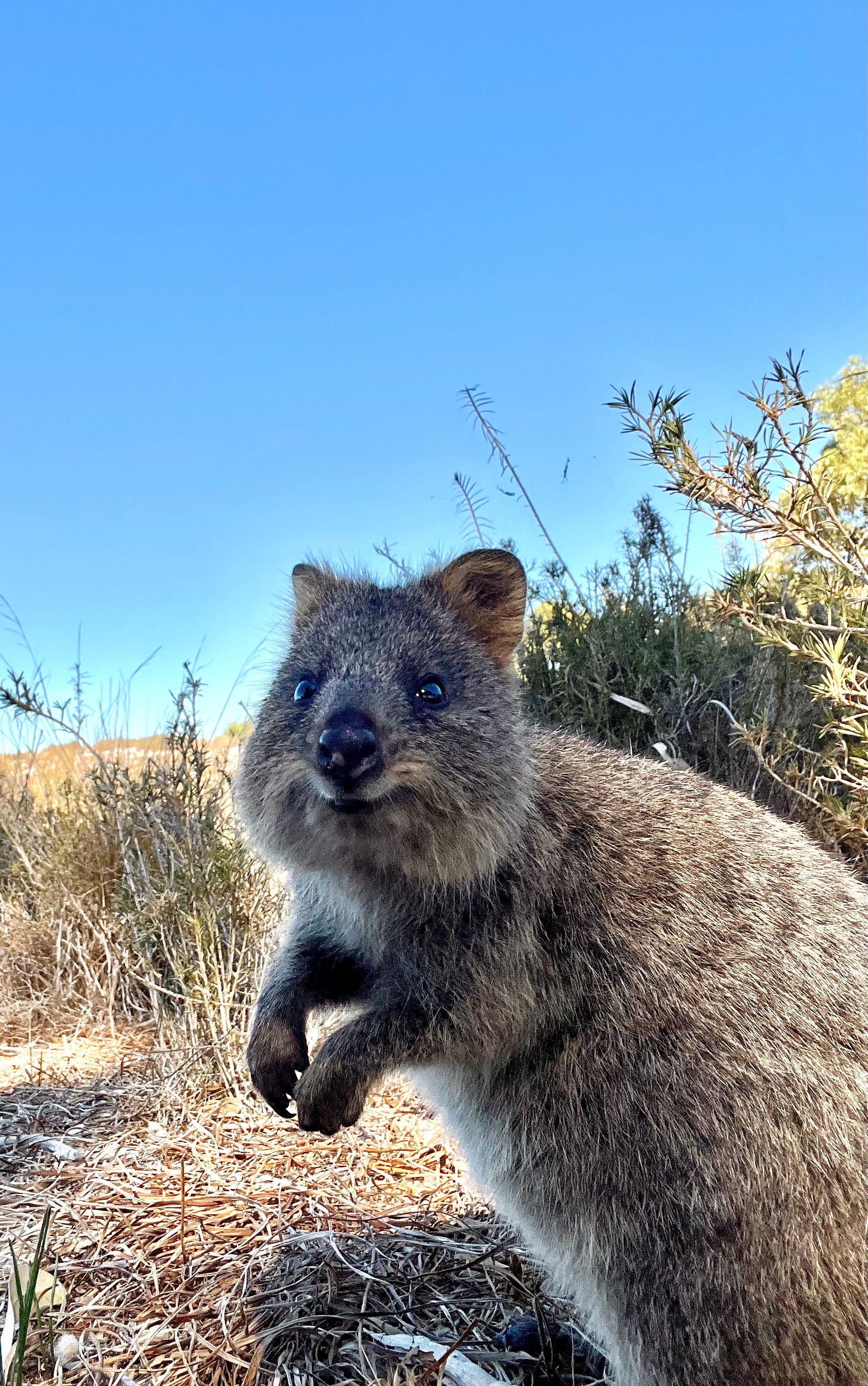 Rottnest Island