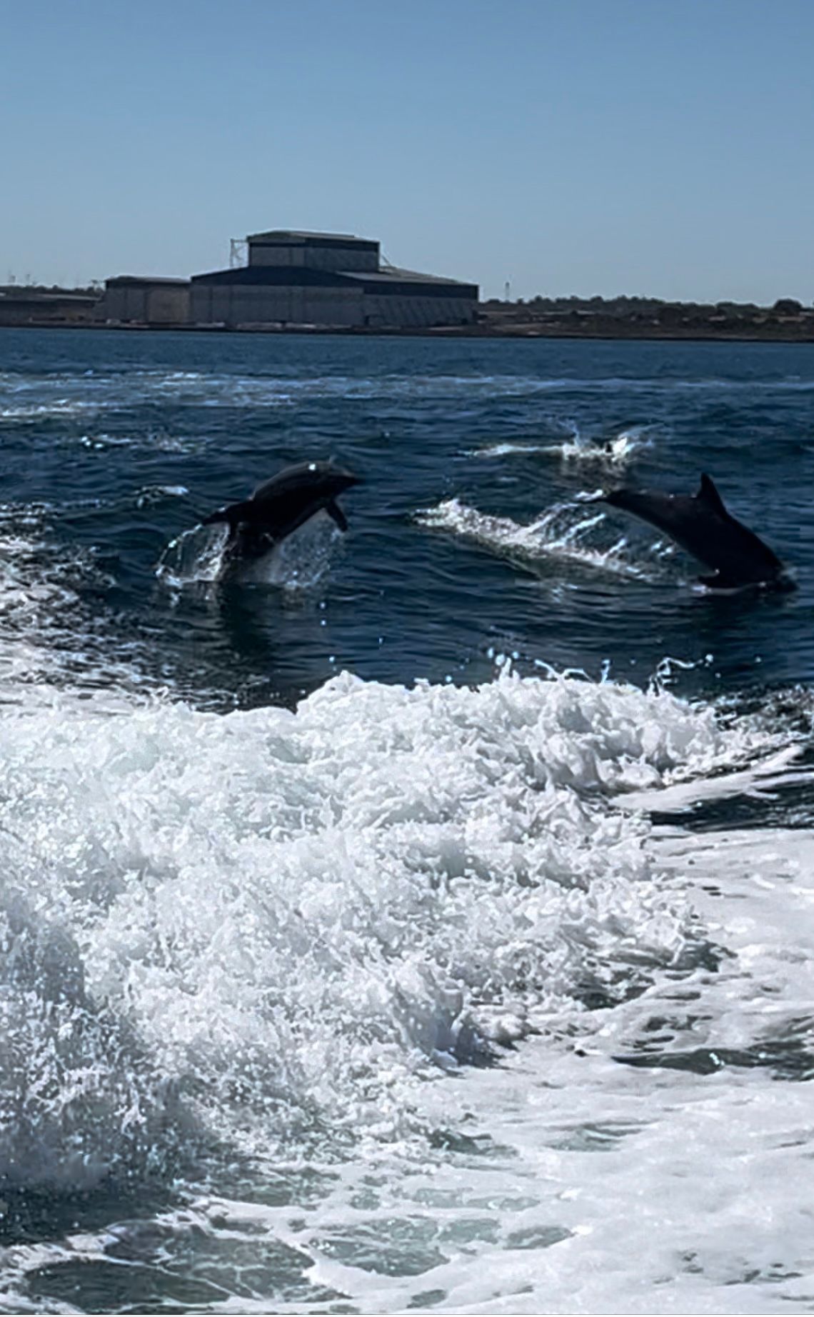 A swim with wild dolphins off Rockingham beach