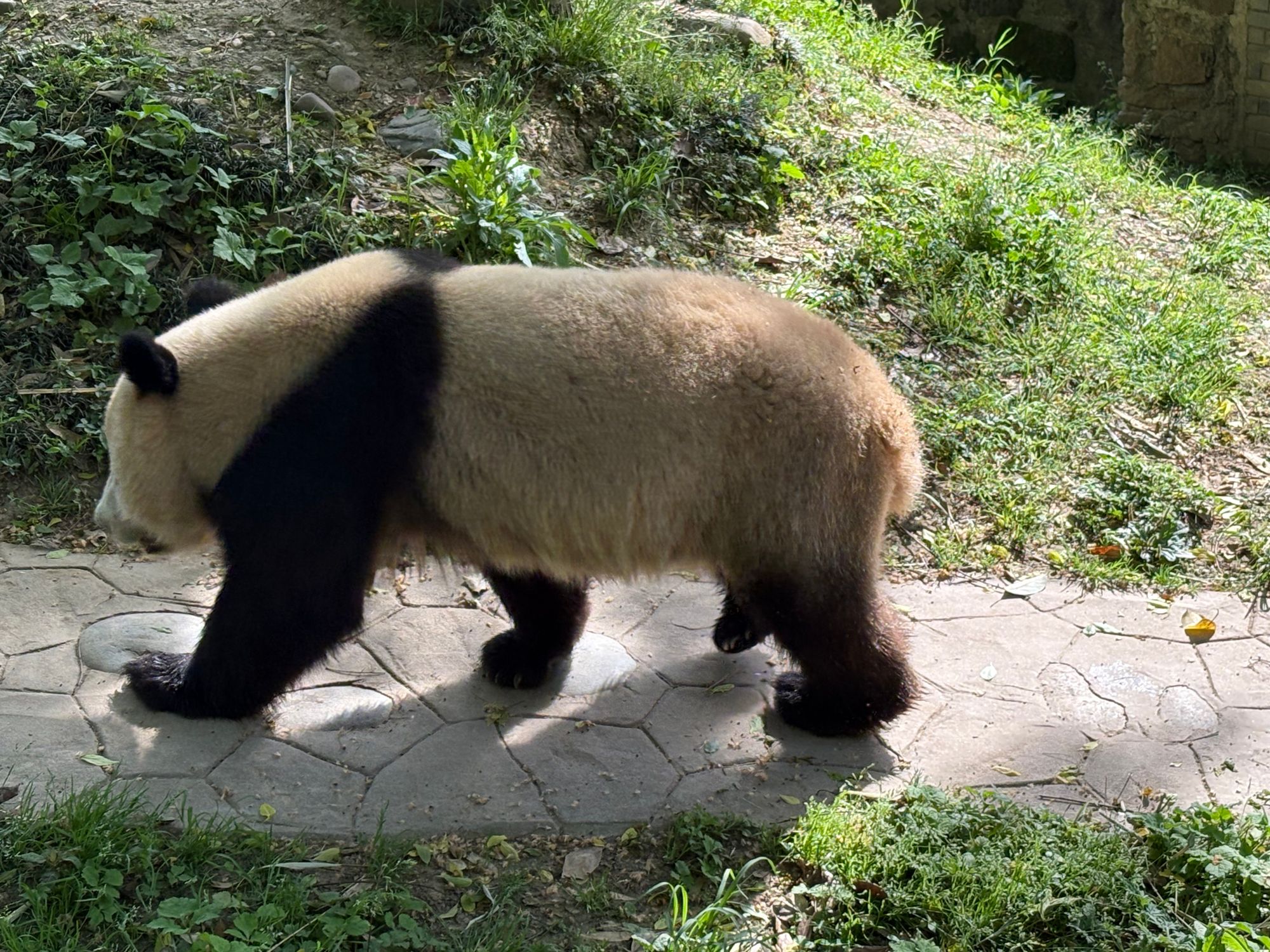 Saturday – first Panda base