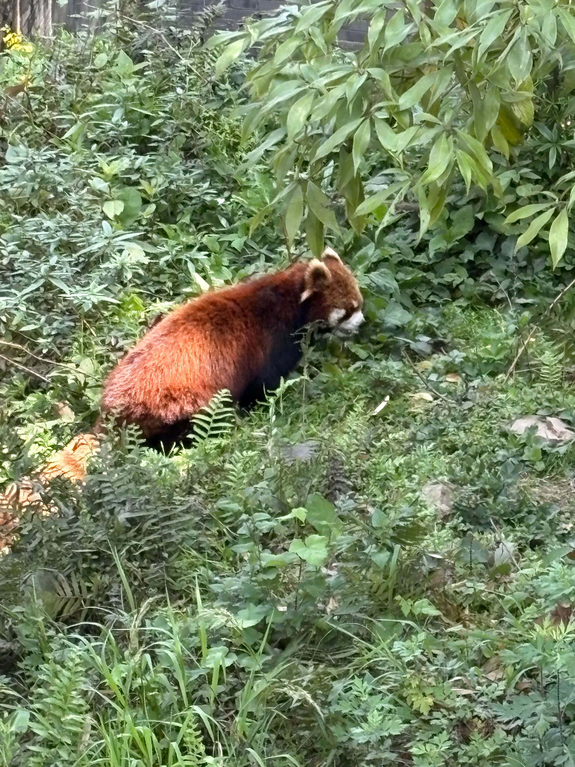 Saturday – first Panda base