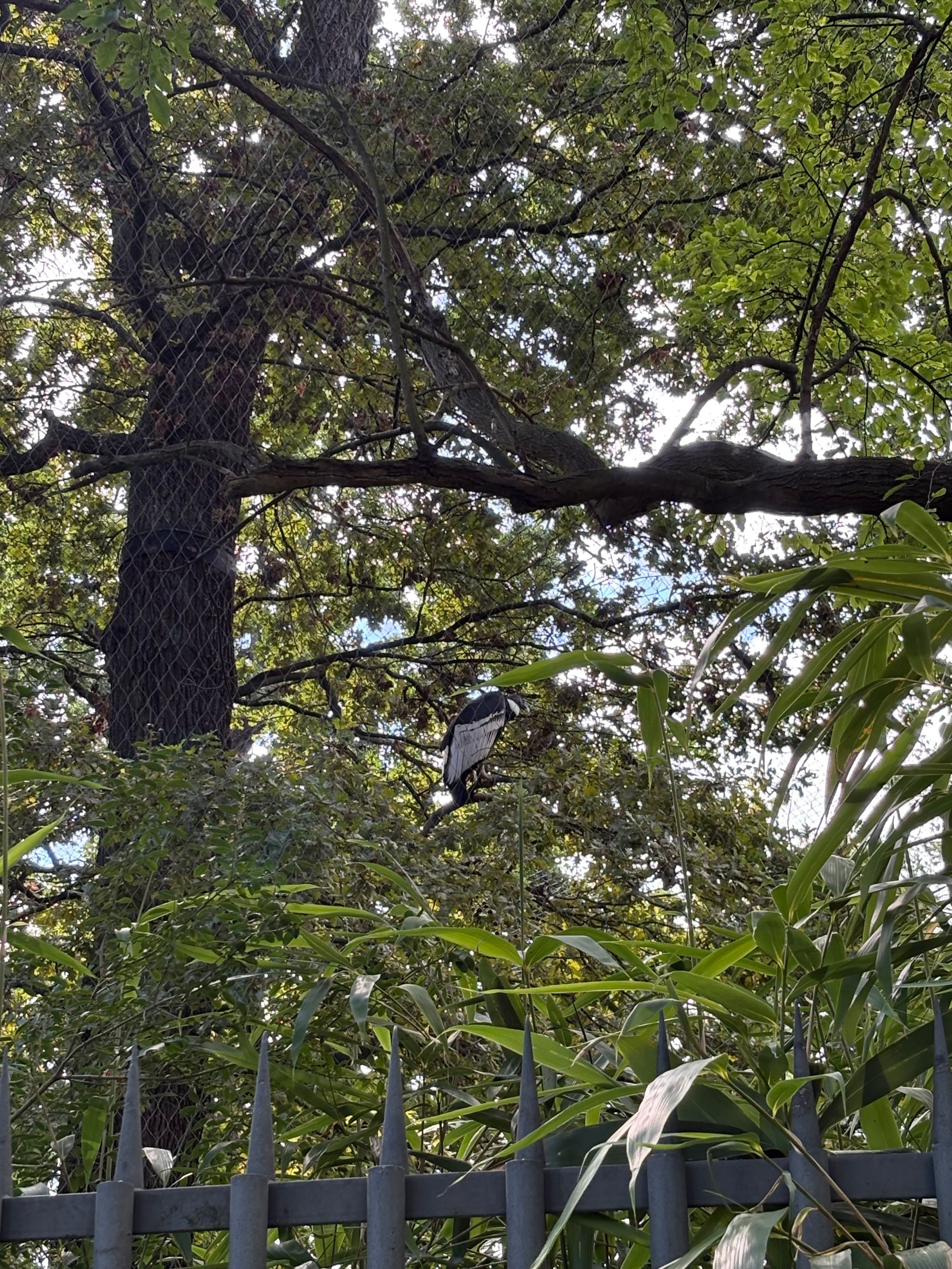 Zoological gardens walk before flying home